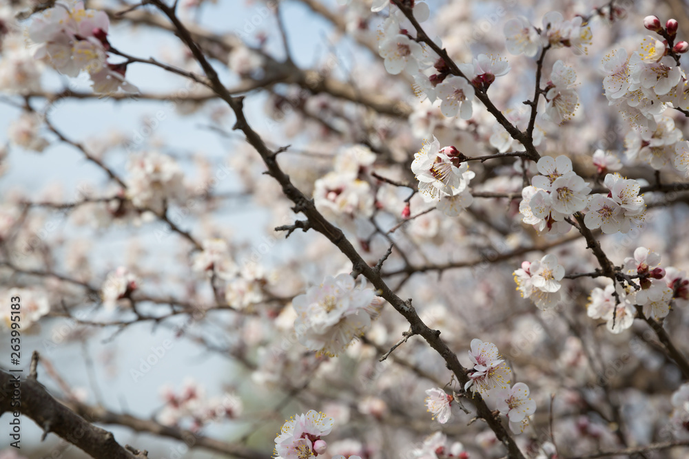 Blossoming apricot tree outdoor photo for graphic and web design, for website or mobile app. Blossoming apricot tree outdoor photo for graphic and web design, for website or mobile app.