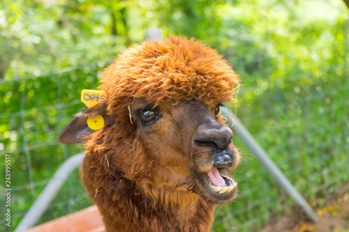 Brown baby cute alpaca head