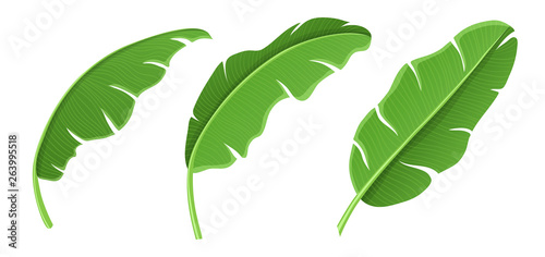 Banana leaf in different positions for tropical nature design. Vector illustration isolated on white, fresh green color for summer and exotic design © schondrienn