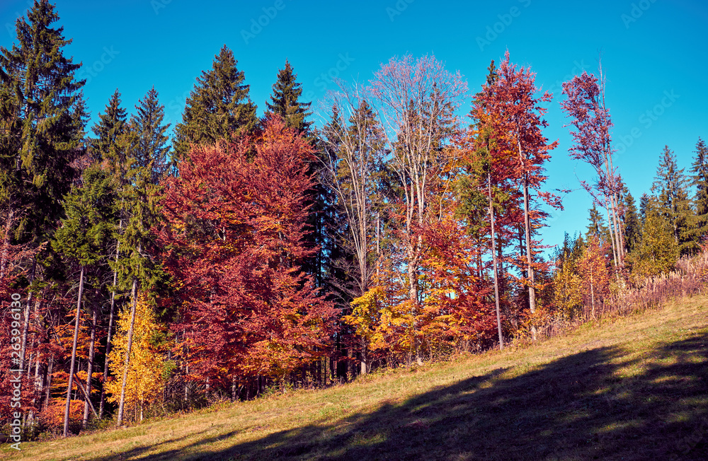 Fototapeta premium Beautiful autumn landscape in The Carpathian Mountains
