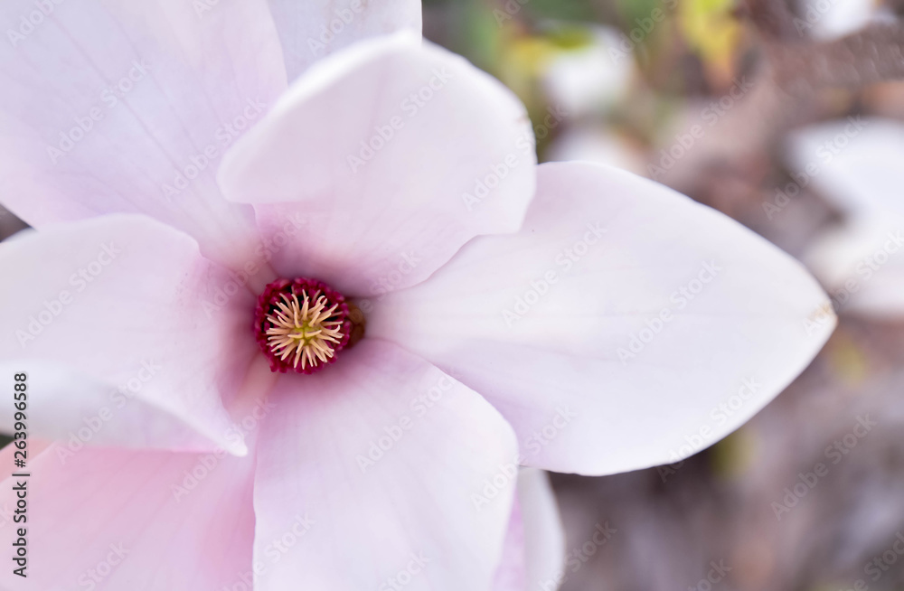 Obraz premium flower