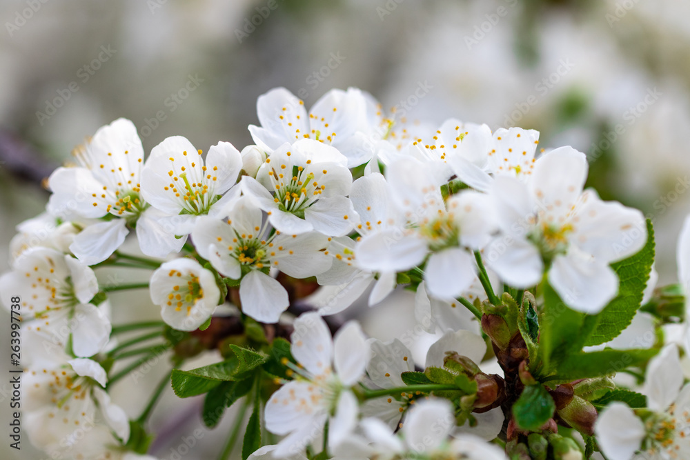 a spring Flowering branch against the blue sky backgrounds