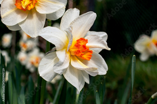 Narcissus flowers in white and yellow