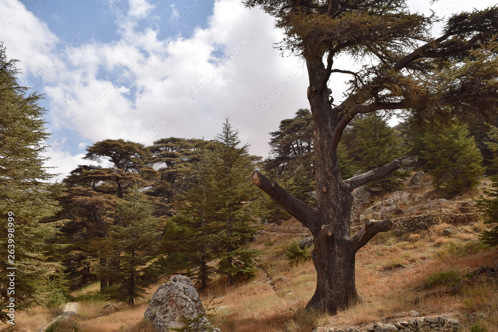 The forest of the Lebanon cedar, Bsharri, Lebanon The forest of the Lebanon cedar, Bsharri, Lebanon