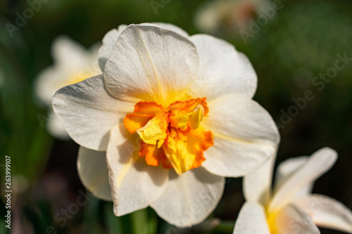 Beauty in nature. Daffodil flower © RowanArtCreation