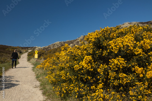 Frau geht in schöner Dünen Landschaft auf Sylt spazieren