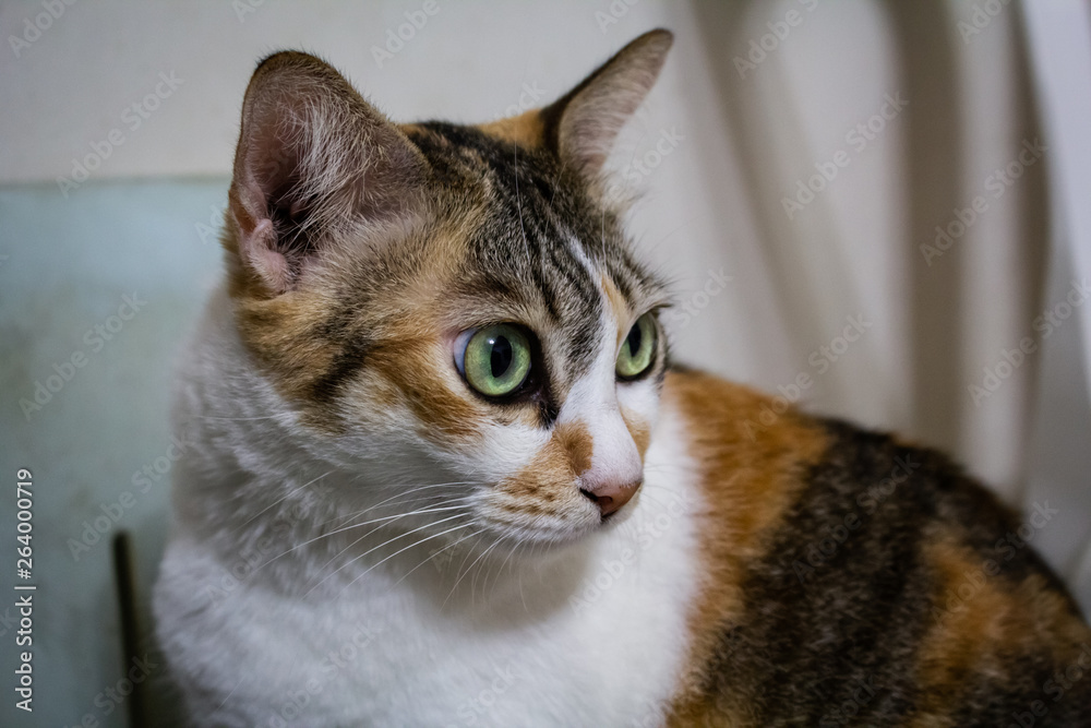 portrait of cat with green eyes. portrait of cat with green eyes.