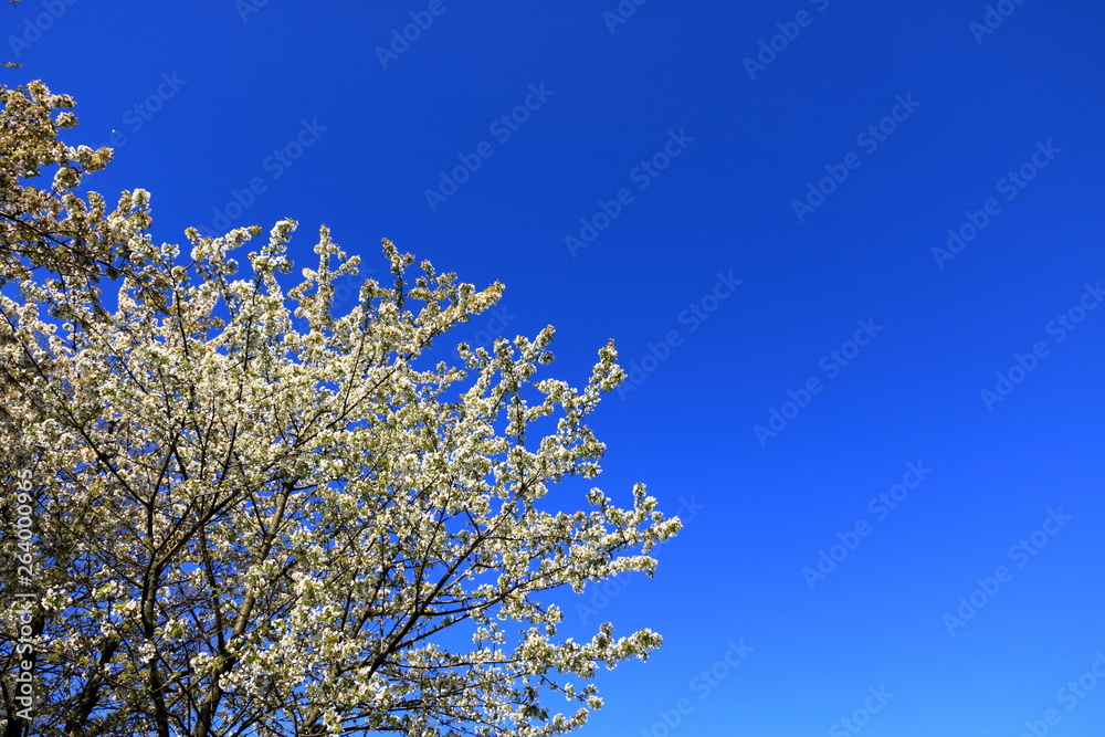 Cherry blossoms in spring under a blue sky.
