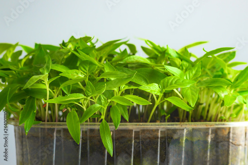 Young green shoots of sweet pepper with juicy leaves. Seedlings of bell pepper