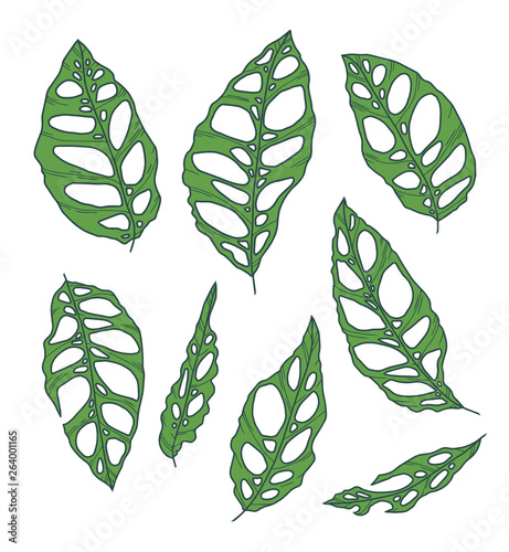 Vector collection set of rare and exotic Monstera Obliqua Plant leaf drawings