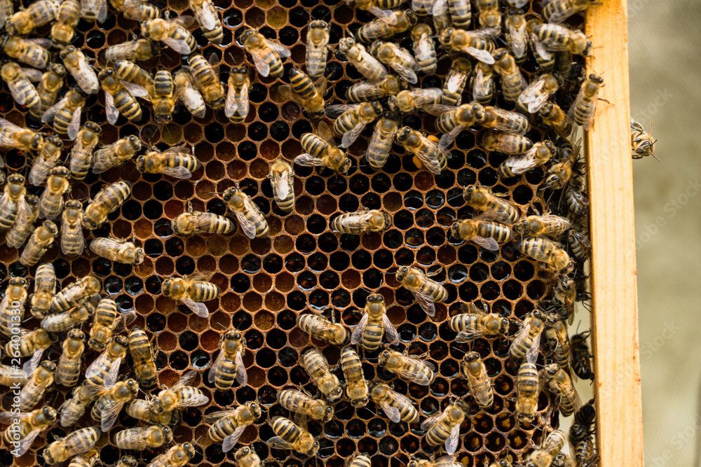 Close up view of the working bees on honey cells. Bees convert nectar into honey and close it in the honeycomb. Selective focus Close up view of the working bees on honey cells. Bees convert nectar into honey and close it in the honeycomb. Selective focus