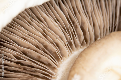Macro Close Up of a Portobello Mushroom on Black Background