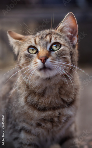 Fototapeta Naklejka Na Ścianę i Meble -  cute kitten