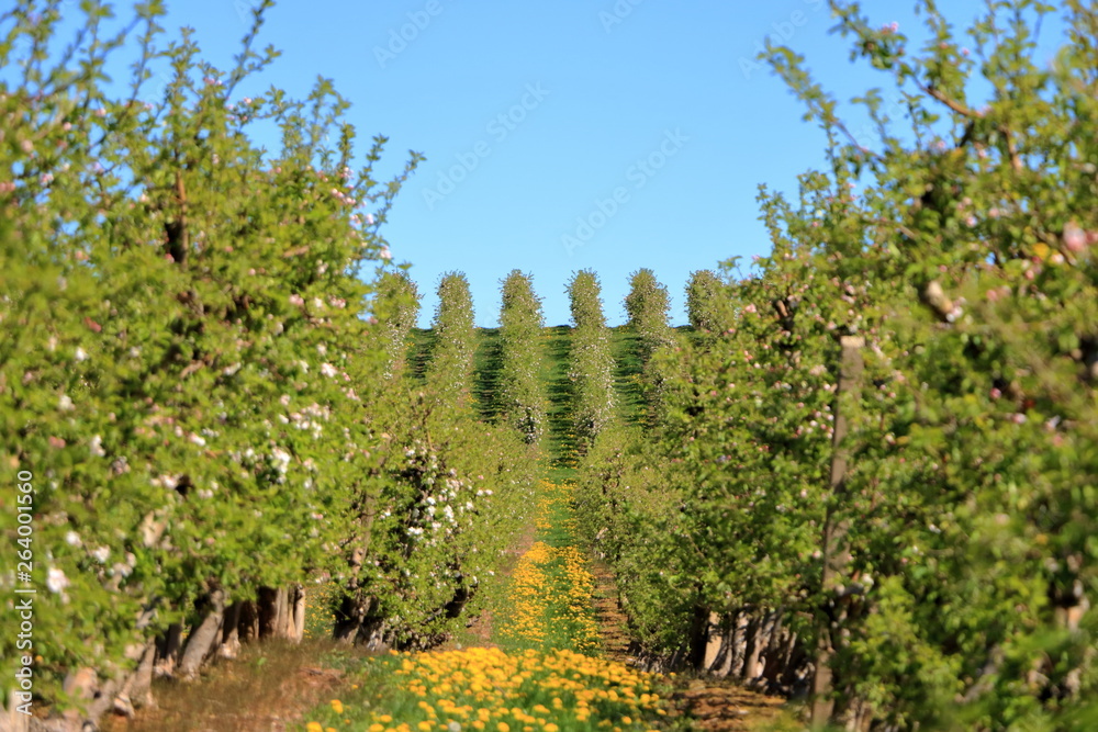 Beautiful blooming of decorative white apple trees over bright blue sky