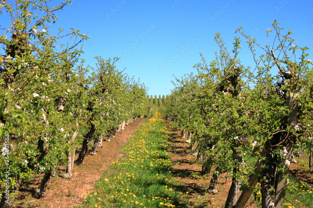Beautiful blooming of decorative white apple trees over bright blue sky
