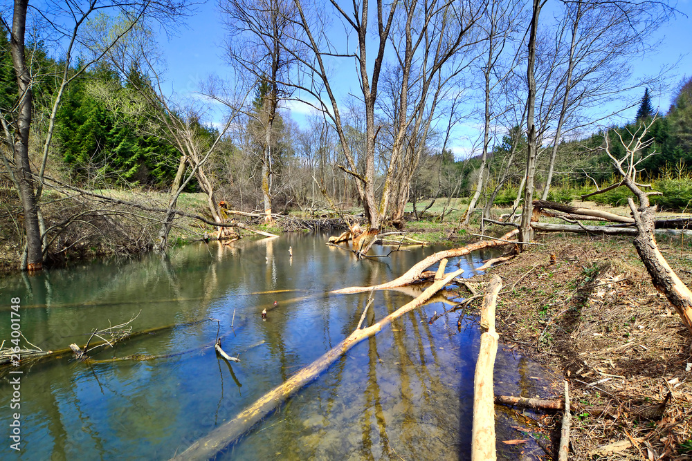 Fototapeta premium The beavers gnawed and threw a tree trunk in the river on springtime