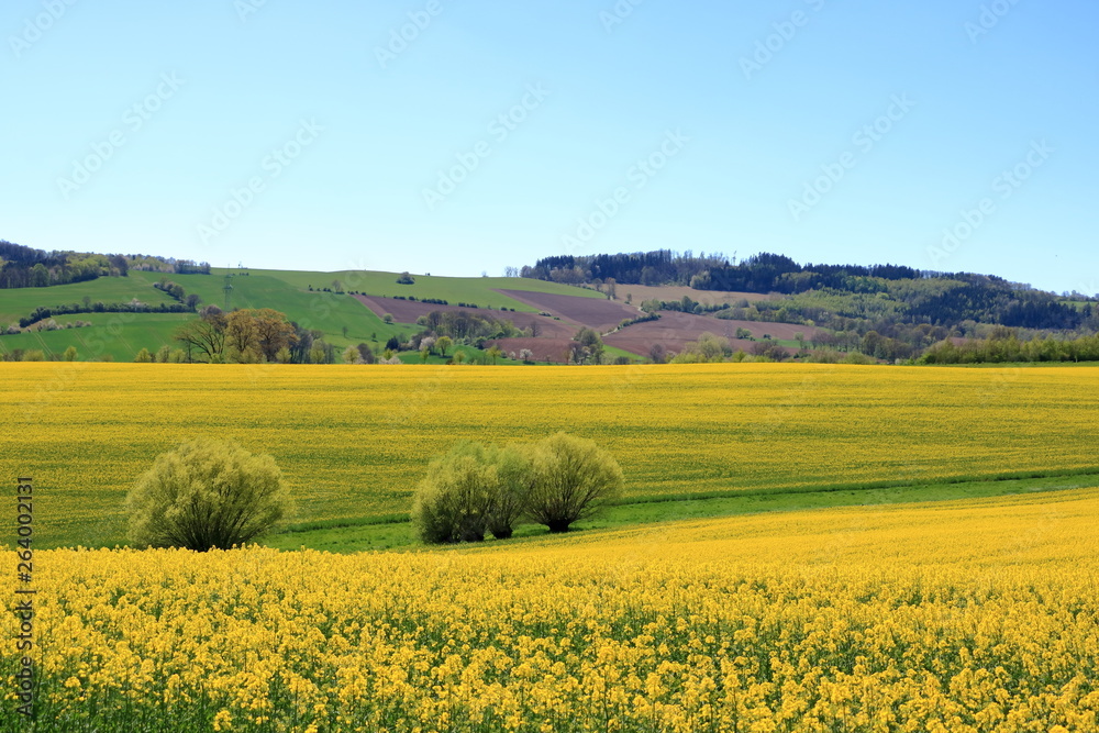 Blossoming rapeseed field in Saxony, Germany