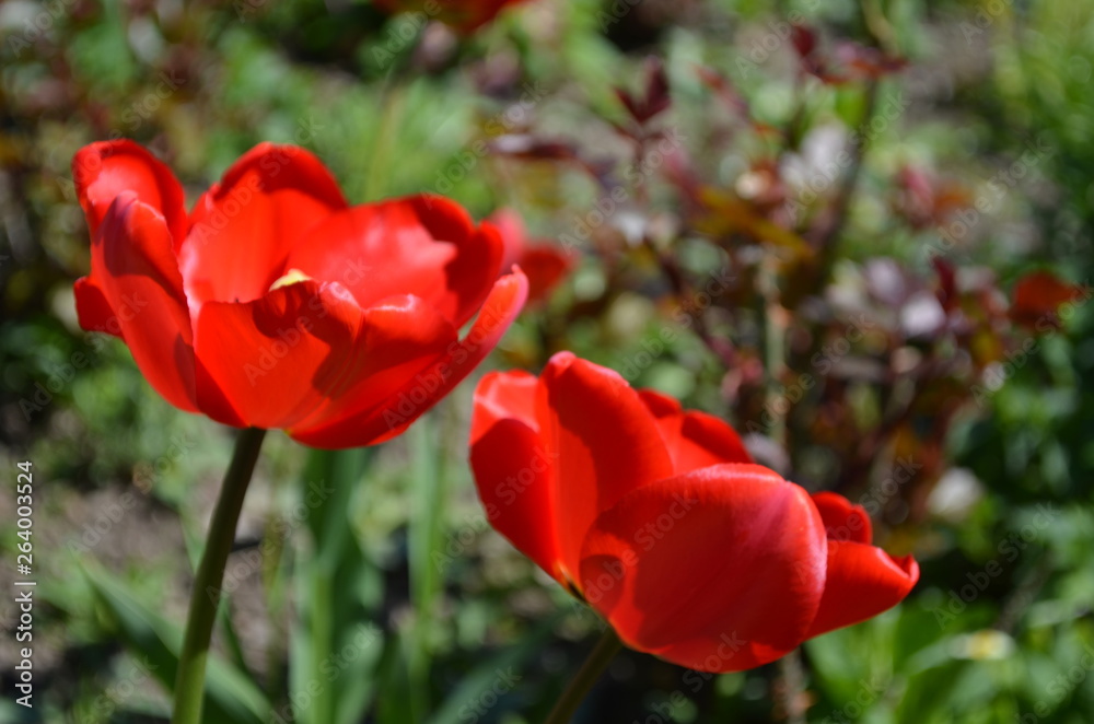 red tulip in the garden close up red tulip in the garden close up