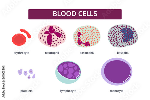 Vector set of blood cells in flat style. White blood cells - basophil; eosinophil; monocyte; neutrophil; lymphocyte. Red blood cells -erythrocyte. Patelets.