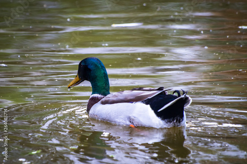 Mallard ducks (Anas platyrhynchos) or wild ducks by the small pond