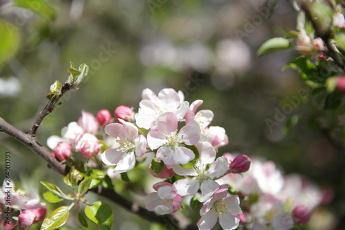 blooming apple tree on green background in soft focus
