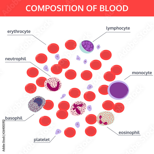 Infographics of composition of blood: red and white cells under a microscope with names on white background. Medical vector concept.