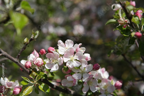 blooming apple tree in spring on green and brown background in soft focus