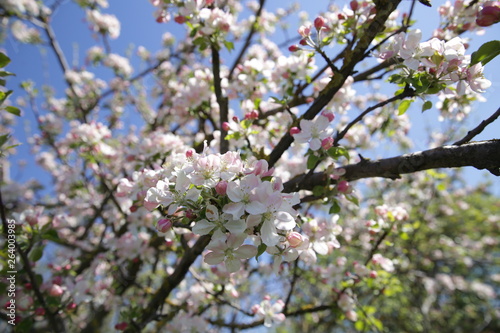 Wallpaper Mural blooming apple tree in spring with pink flowers against the blue sky Torontodigital.ca