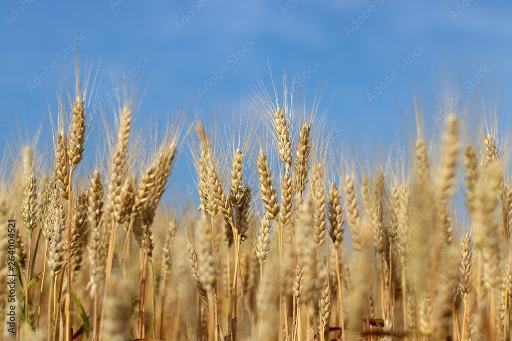 Spikelets of ripe wheat against blue sky. Field of ripe wheat field close up. Agriculture, agronomy and farming background. Spikelets of ripe wheat against blue sky. Field of ripe wheat field close up. Agriculture, agronomy and farming background.