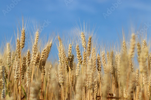 Spikelets of ripe wheat against blue sky. Field of ripe wheat field close up. Agriculture  agronomy and farming background.