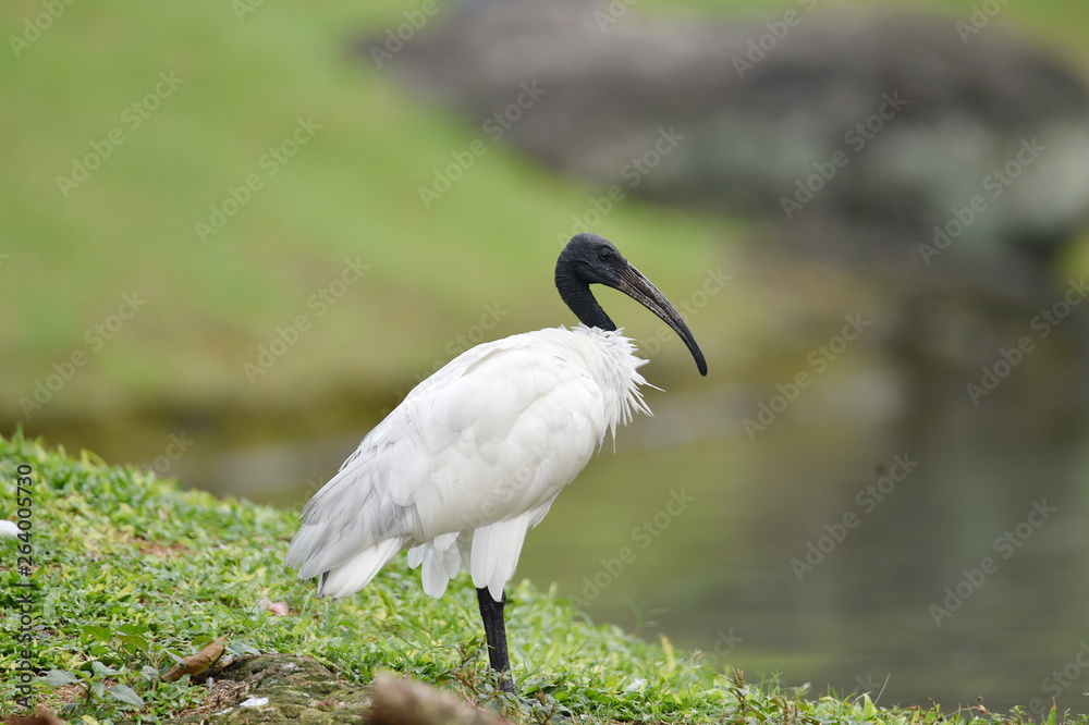 Fototapeta premium The black-headed Ibis has a long, crooked black beak without feathers