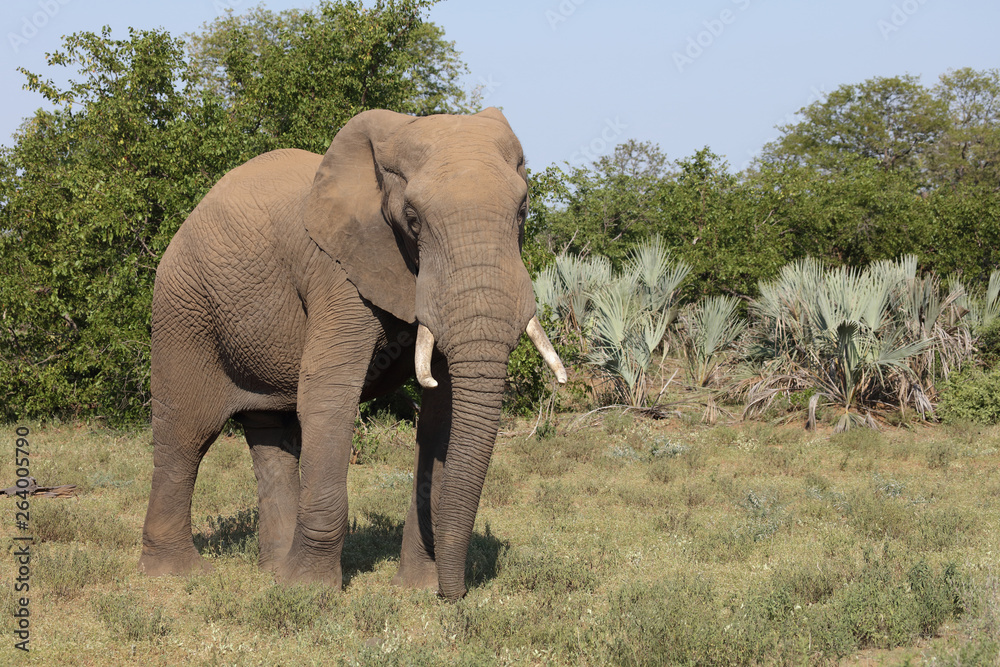Fototapeta premium Słoń afrykański / słoń afrykański / Loxodonta africana