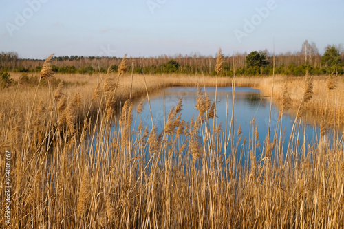 Wetland area in spring in Ukraine.