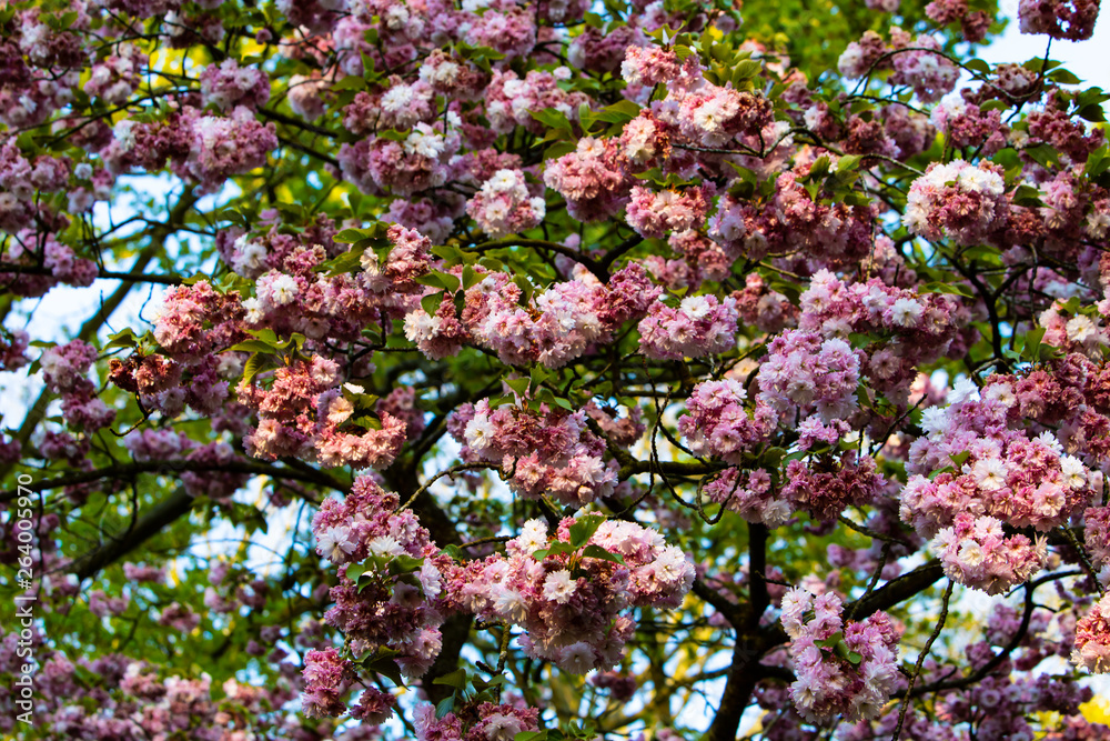 Beautiful flowers tree in sunny weather in Holland