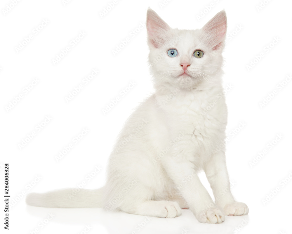 Turkish Angora kitten sitting on a white background