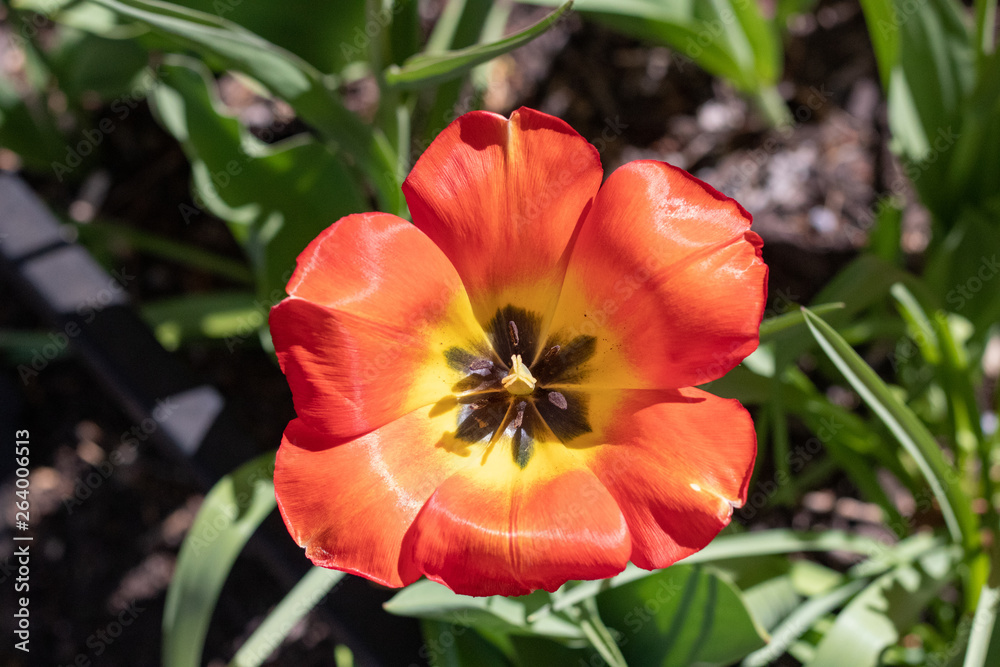 Fototapeta premium Spring Flowers 