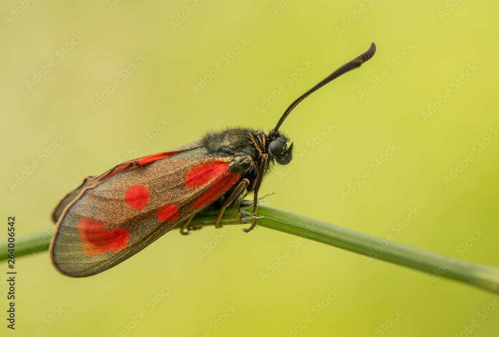Zygaena loti, Slender Scotch burnet, black red moth butterfly in Czech Republic Zygaena loti, Slender Scotch burnet, black red moth butterfly in Czech Republic