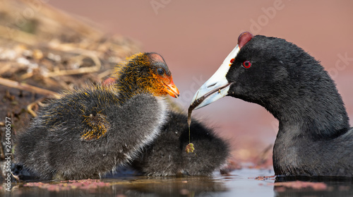 Konstfotografi Red-knobbed coot chick is fed small fish by mother to gain strength