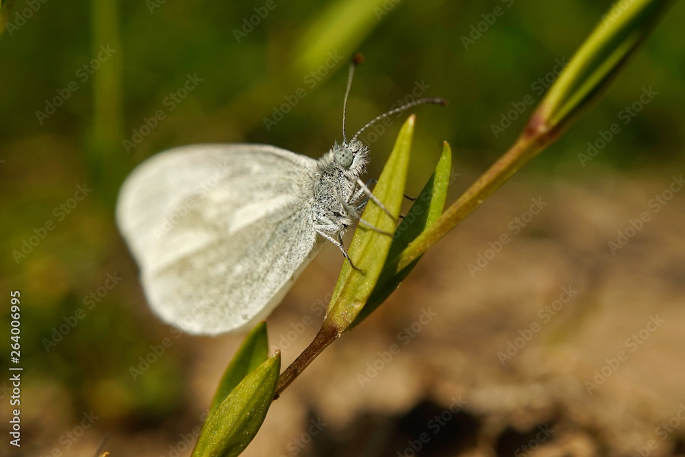 Obraz premium Schmetterlinge Deutschlands - Weißling