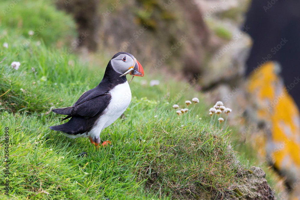 Puffin bringing fish to a nest on Shetland Island for its chicks Puffin bringing fish to a nest on Shetland Island for its chicks