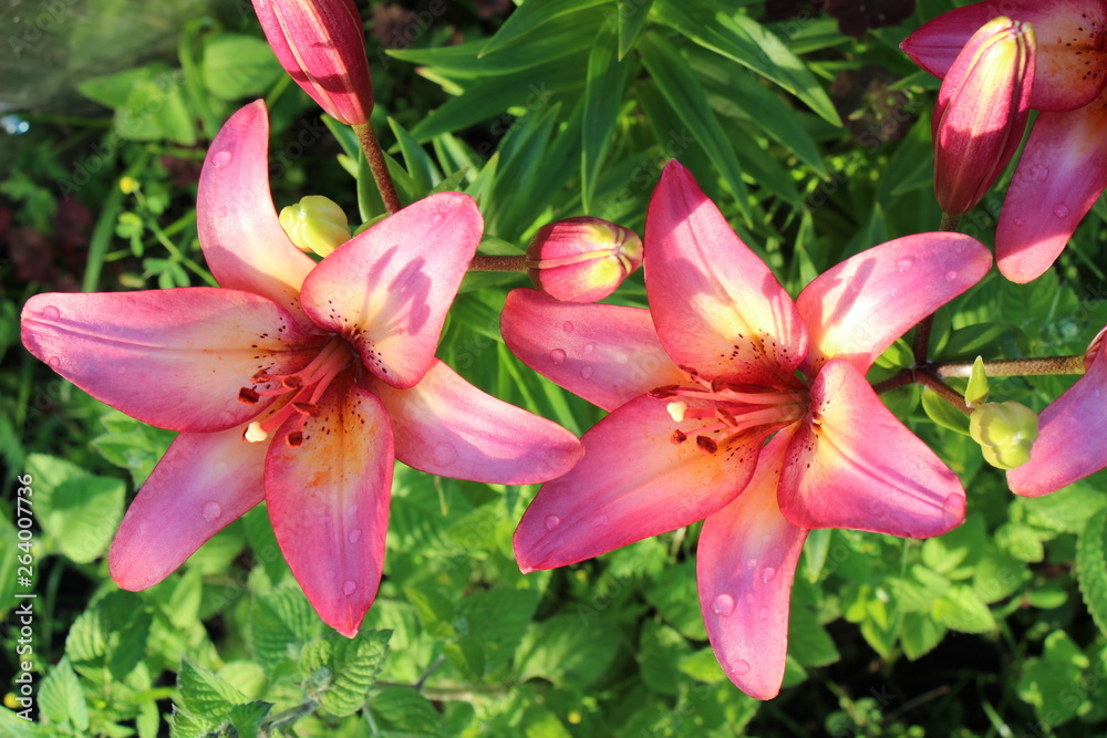 lily flower lily flower