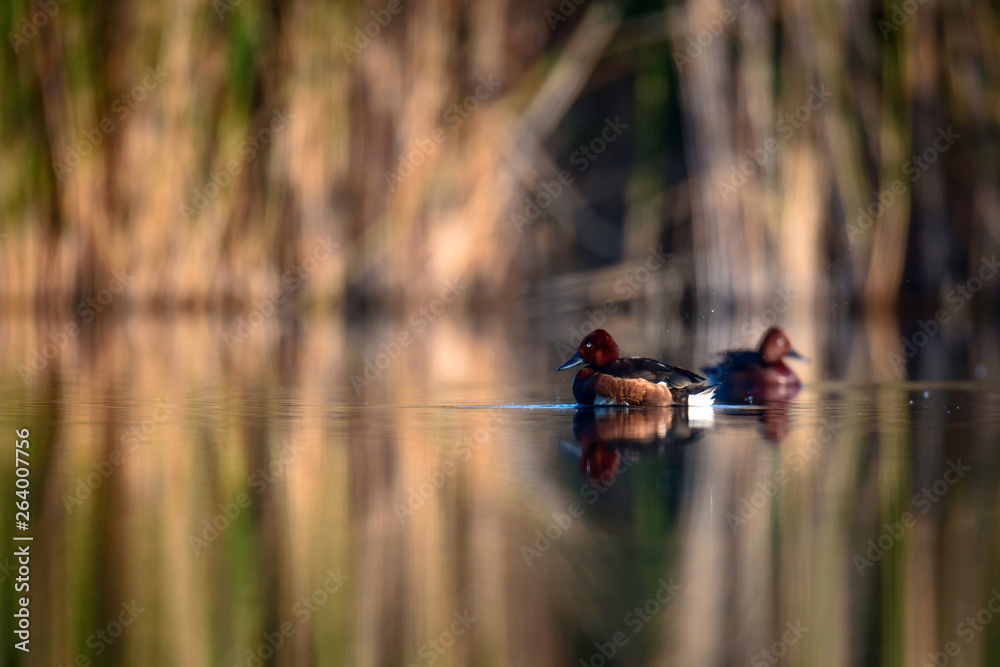 Swimming duck. Lake habitat background. Bird: Ferruginous Duck. Aythya nyroca. Kayseri Sultansazligi. Turkey. Swimming duck. Lake habitat background. Bird: Ferruginous Duck. Aythya nyroca. Kayseri Sultansazligi. Turkey.
