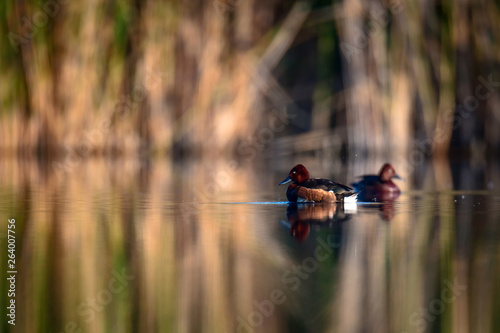 Swimming duck. Lake habitat background. Bird: Ferruginous Duck. Aythya nyroca. Kayseri Sultansazligi. Turkey.