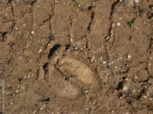 footprint of the cow on the wet sandy road with little stones by the car track