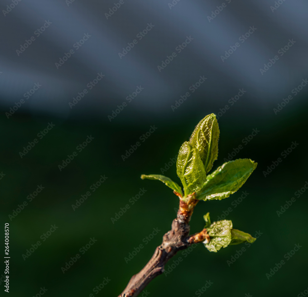 Nectarine bloom and green leaf in spring sunny color day Nectarine bloom and green leaf in spring sunny color day
