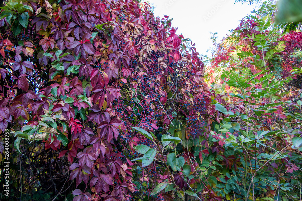 Obraz premium Beautiful autumn background of plant Virginia creeper.
