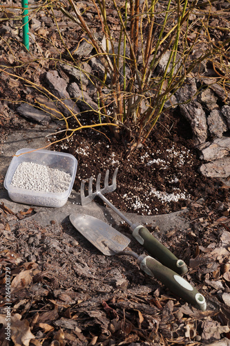 Container with fertilizer, shovel and rake. The first fertilization of blueberries (Vaccinium corymbosum) in the season.