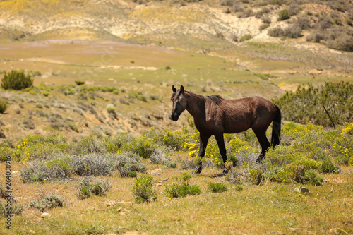 Healthy wild horses running free on the range.  © cpdprints