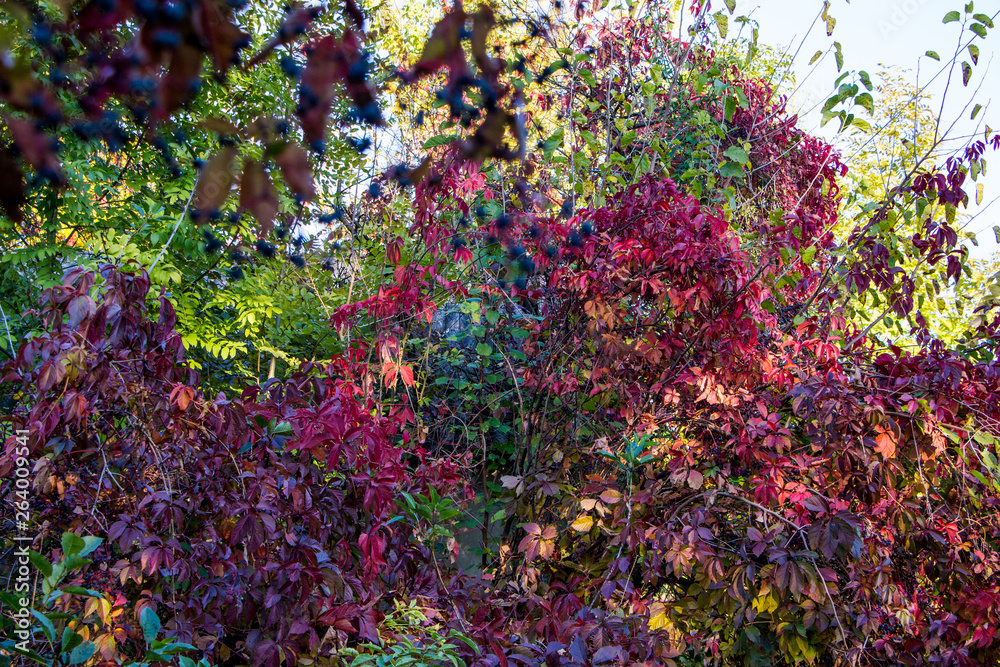 Beautiful autumn background of plant Virginia creeper. Beautiful autumn background of plant Virginia creeper.