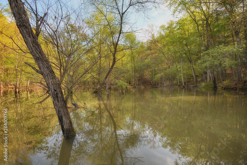 "Swampy" the north fork of the lake in early spring ZDS Lake James Collection